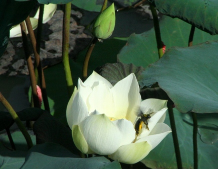 Lotus season lights up the ancient capital